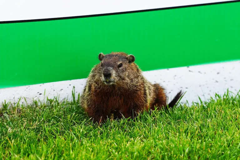 Second groundhog hit in Montreal, Pierre Gasly sustains damage
