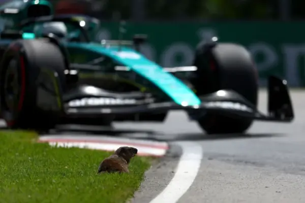 PETA calls on organization GP Canada to take action after collisions with groundhogs