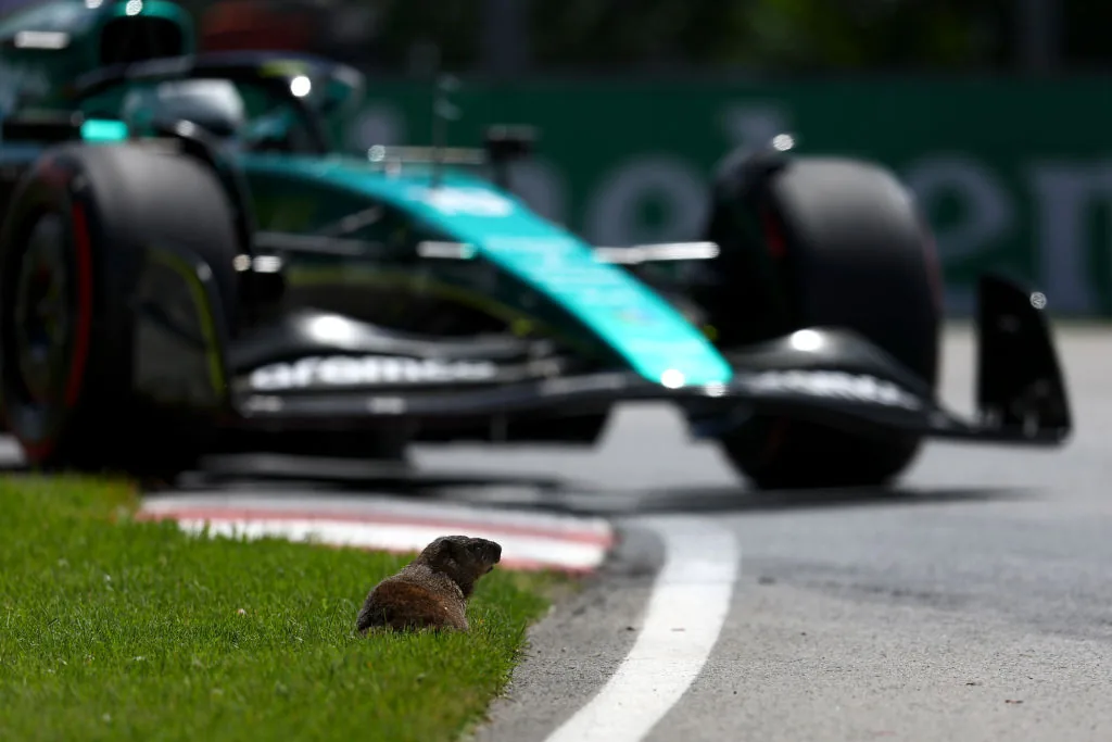PETA calls on organization GP Canada to take action after collisions with groundhogs